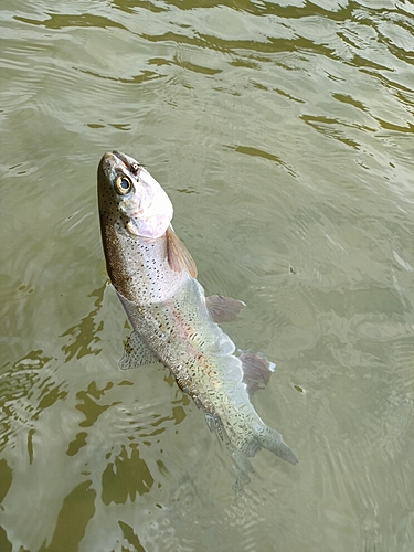 ニジマスの釣果