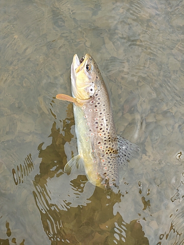 ブラウントラウトの釣果