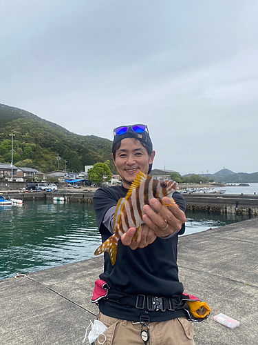 タカノハダイの釣果