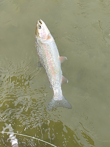 ニジマスの釣果