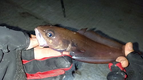 ドンコの釣果