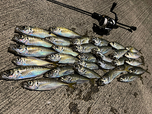 アジの釣果