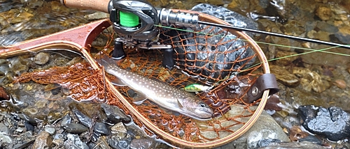 イワナの釣果