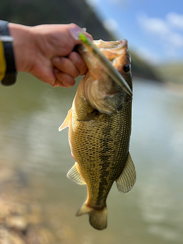 ラージマウスバスの釣果