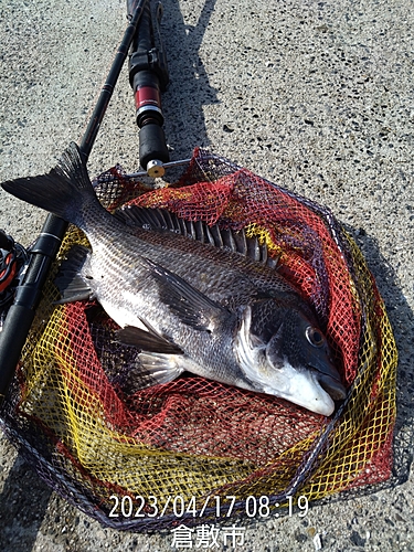 クロダイの釣果