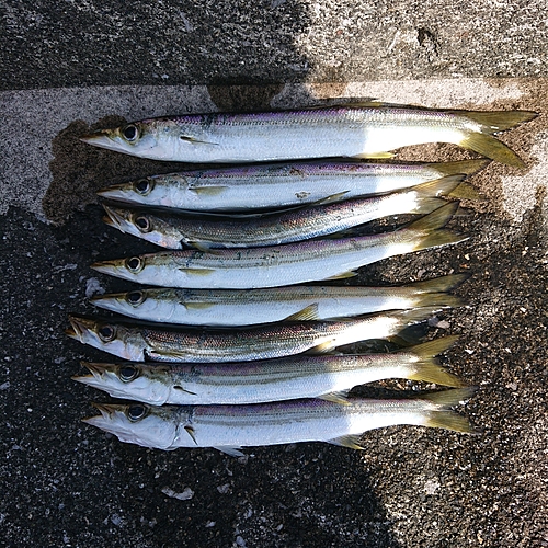 カマスの釣果