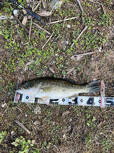 ブラックバスの釣果