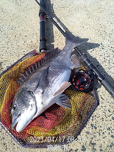 クロダイの釣果