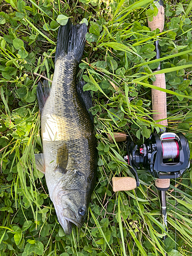 ブラックバスの釣果