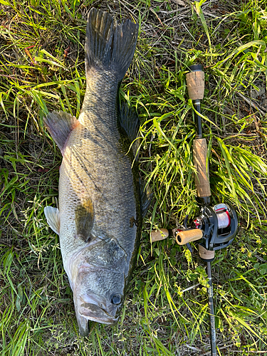 ブラックバスの釣果