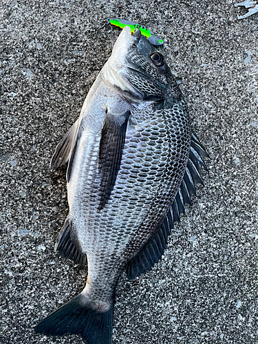 チヌの釣果