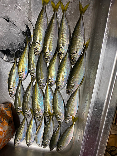 マアジの釣果