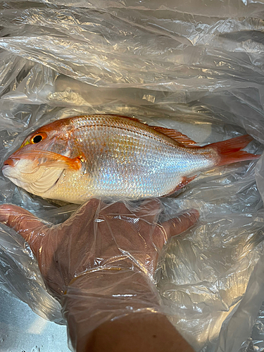 レンコダイの釣果