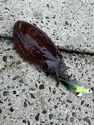 コウイカの釣果