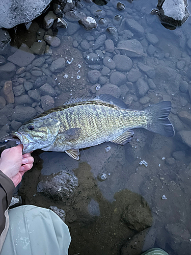 スモールマウスバスの釣果