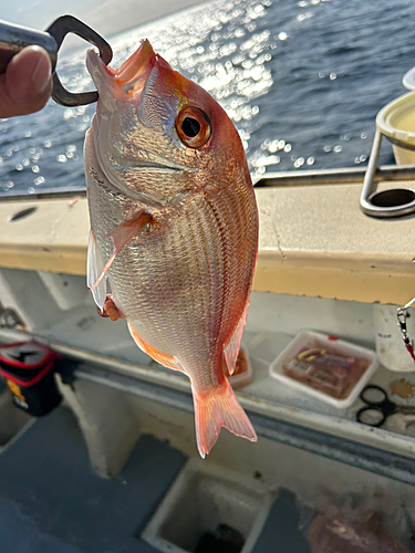 キダイの釣果