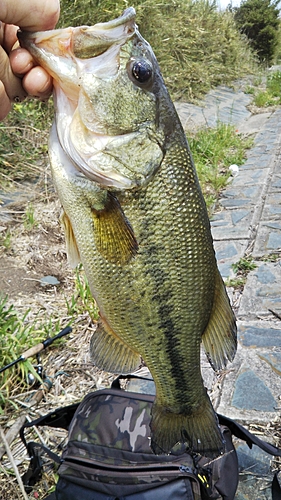 ラージマウスバスの釣果