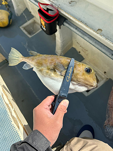 ヨリトフグの釣果