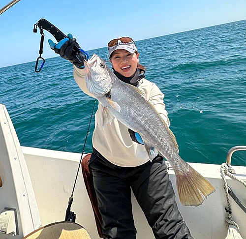 オオニベの釣果