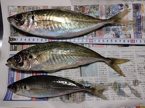 アジの釣果