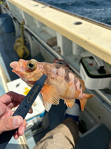 ウスメバルの釣果