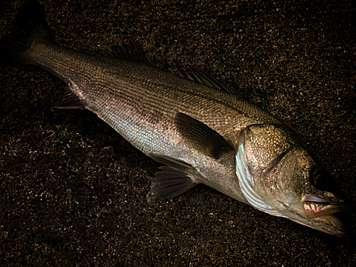 マルスズキの釣果