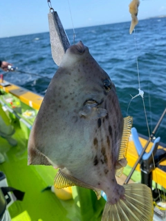 カワハギの釣果