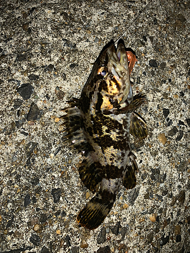 タケノコメバルの釣果