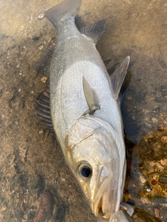 ヒラスズキの釣果