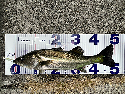 シーバスの釣果