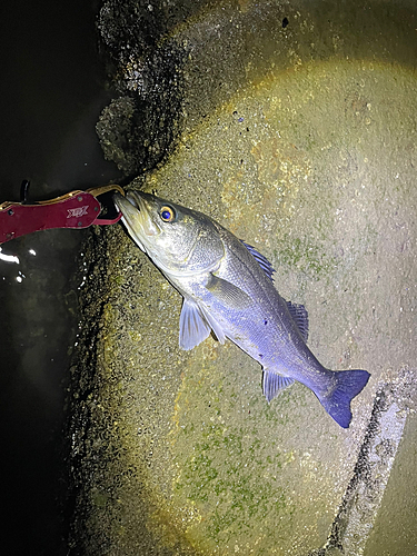 スズキの釣果