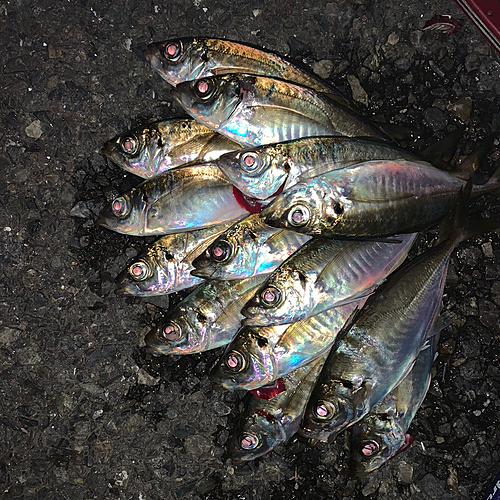 アジの釣果