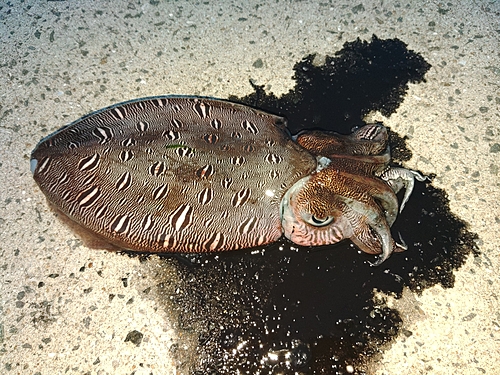 モンゴウイカの釣果