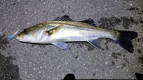 フッコ（マルスズキ）の釣果