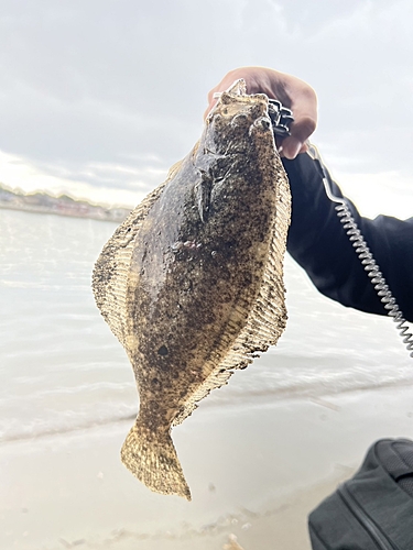 ソゲの釣果