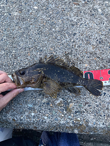 タケノコメバルの釣果