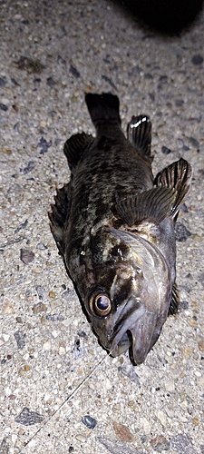 クロソイの釣果