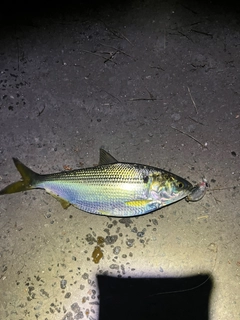 コノシロの釣果