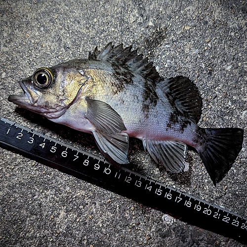 メバルの釣果