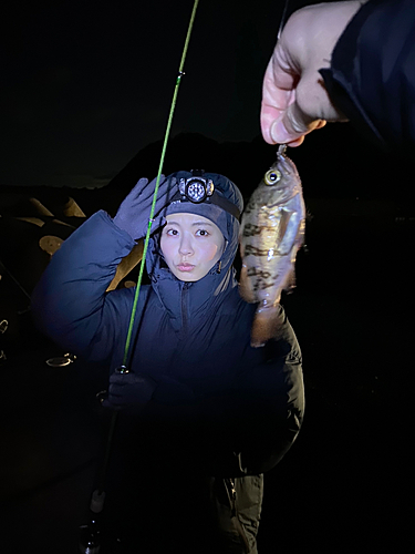 シロメバルの釣果