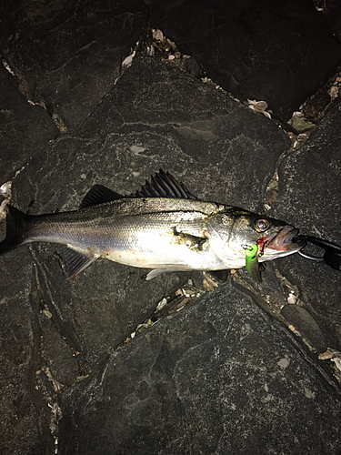 フッコ（マルスズキ）の釣果