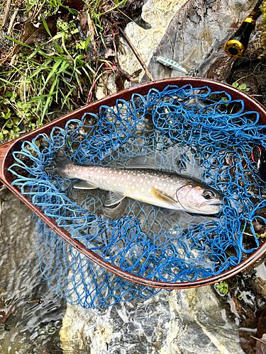 イワナの釣果