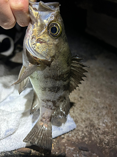 メバルの釣果