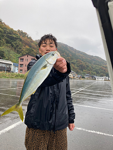 ハマチの釣果