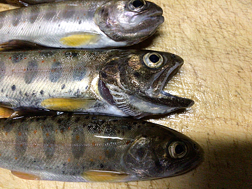 アマゴの釣果