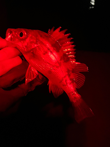 メバルの釣果