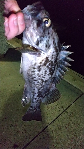 クロソイの釣果