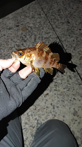 メバルの釣果