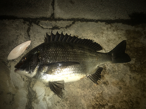 クロダイの釣果