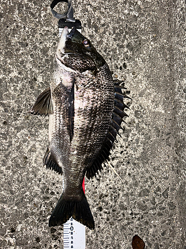 チヌの釣果